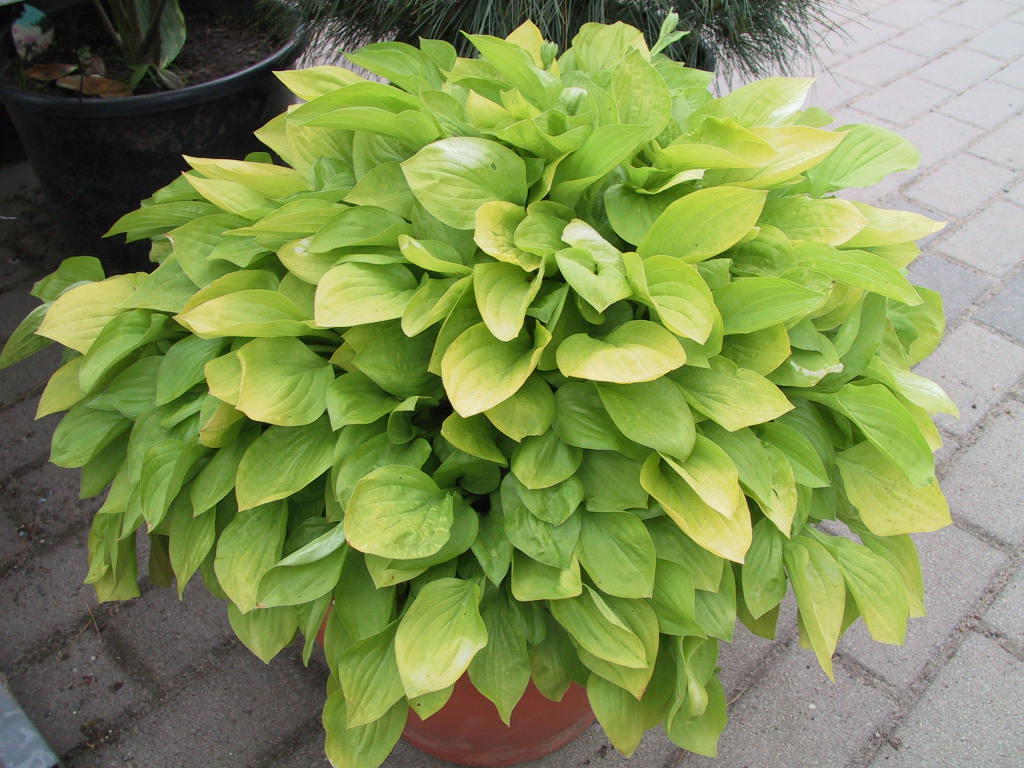 Hosta Hybride Lemonade 01.jpg